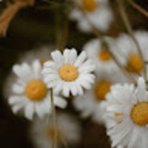 Meet your Posher, Elliet